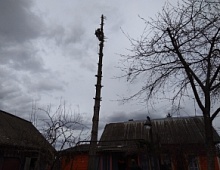 Спил дерева