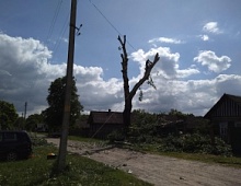 Спил большого дерева