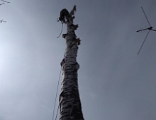 Спил березы